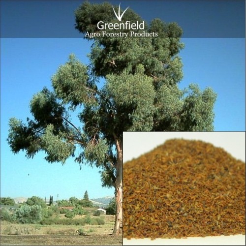 Eucalyptus tree  seeds ( eucalyptus globules )